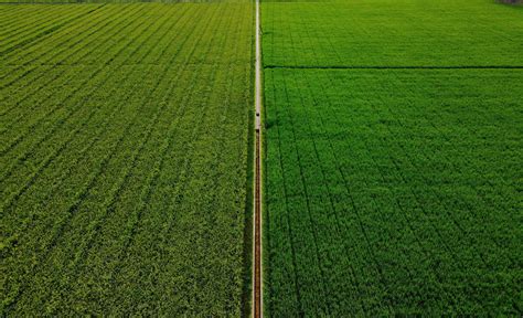 Agriculture Crop