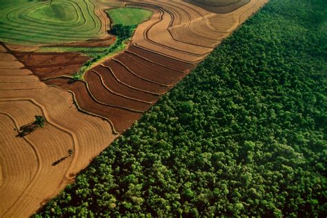 Agriculture deforestation