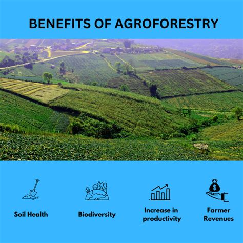 Agroforestry benefits