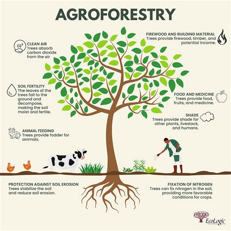 Agroforestry practices in a farm