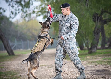 Air Force Canine Handler Training