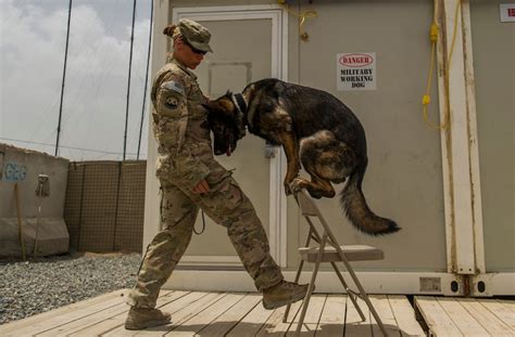 Air Force Dog Handler Challenges