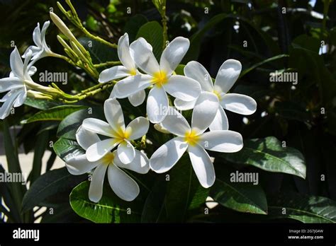 Alba flower in full bloom