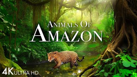 Amazon Animals