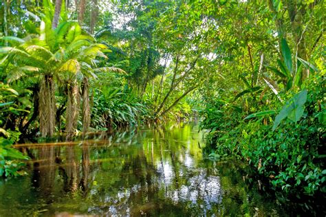 Amazon Rainforest Biodiversity