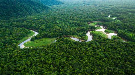 Amazon Rainforest Conservation