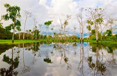 Amazon Rainforest Ecosystem