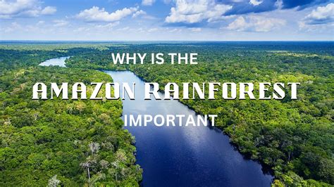 Amazon Rainforest Importance