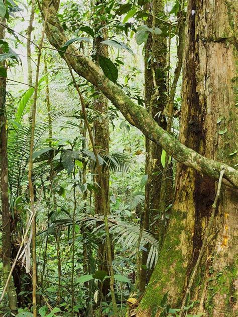 Amazon Rainforest Plants