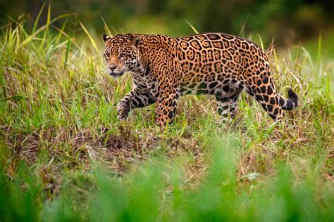 Amazon Rainforest Wildlife