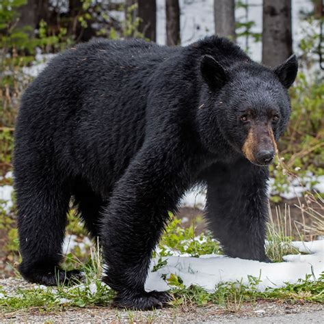 American black bear in the woods