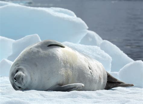 Chris Chambers Seal swimming in the Antarctic waters