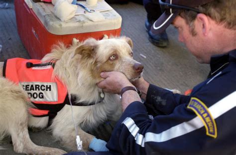 Apollo, a German Shepherd, was a search and rescue dog