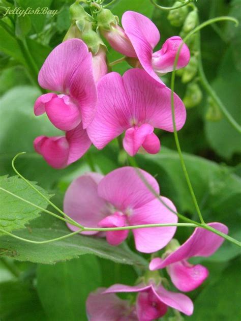 April birth flower - Sweet Pea