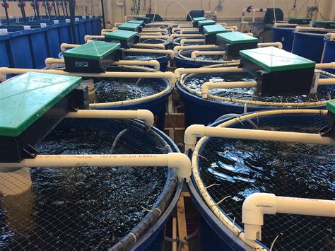 Sustainable aquaculture system designed by an ocean engineer