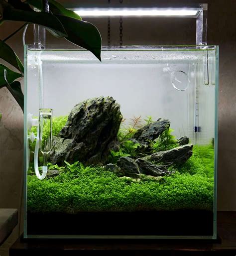 Aquascaping