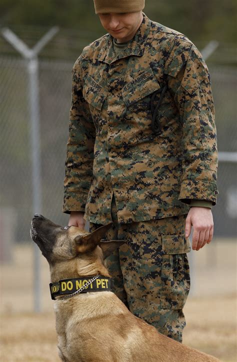 Army Dog Handler