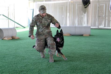 Army Dog Handler Advancement Opportunities