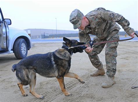 Army Dog Handler Career Advancement