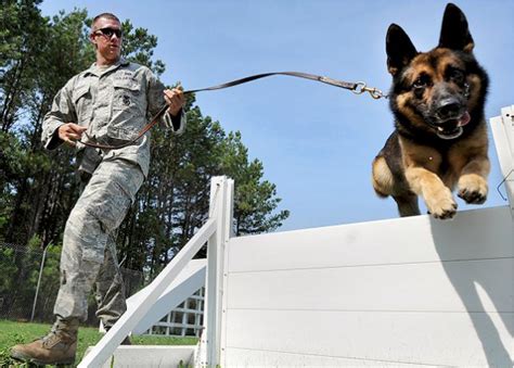 Army Dog Handler Training