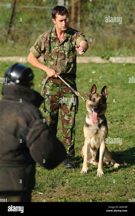 Army Dog Handler Training Exercise