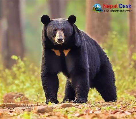 Asian black bear in the forest