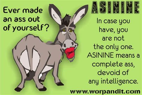 Using Asinine in a Sentence: 5 Examples