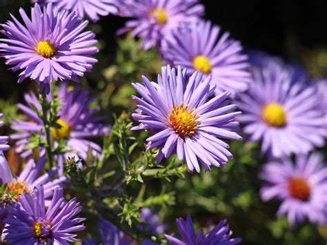 Asters, the September birth flower