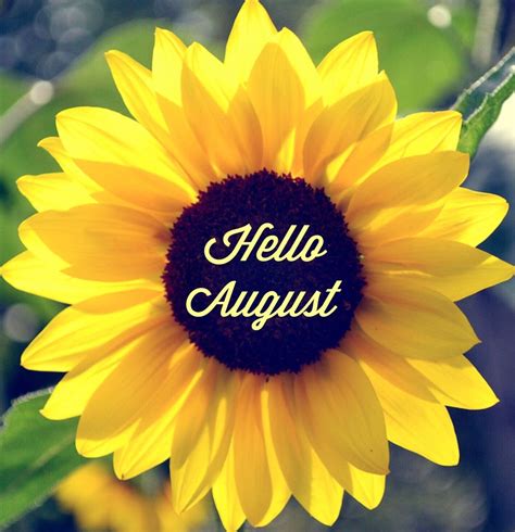 August birth flower - Sunflower