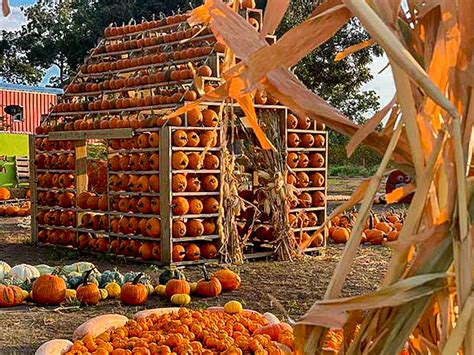 Austin Pumpkin Patch Photos