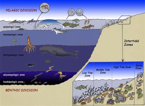 Deep-sea fish in the bathypelagic zone