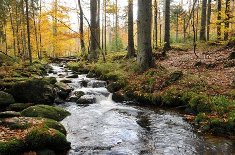 Bavarian Forest National Park