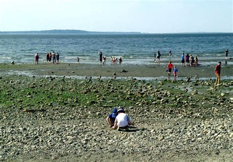 Beachcombing Tides