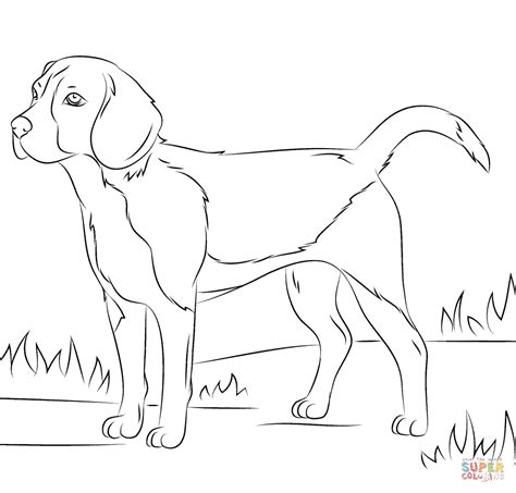 Beagle coloring page