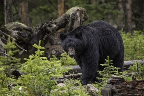 Bear behavior and social structure