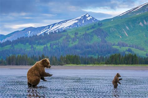 Bear habitats and ecosystems