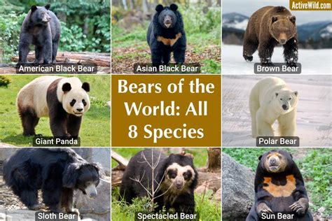 Different bear species