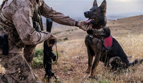 Become a Military Dog Handler