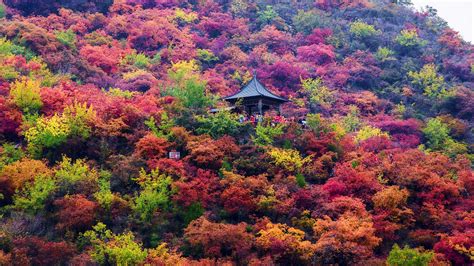 Beijing Autumn Foliage