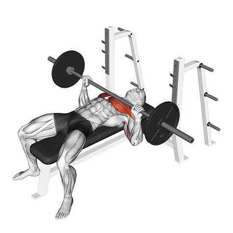 Bench Press Exercise