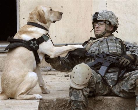 Benefits of military dogs