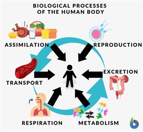 Biological Processes