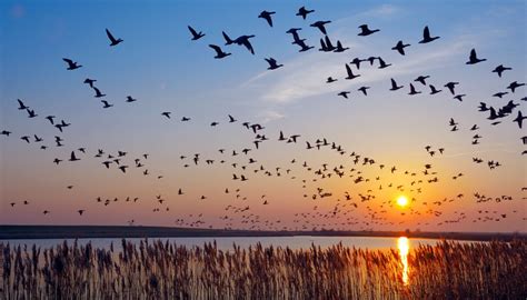 Bird Migration Patterns