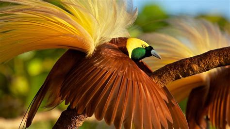 Bird of paradise flower