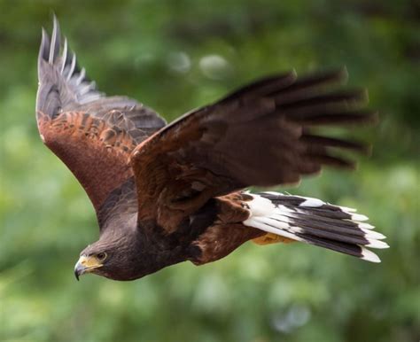 Bird of Prey in Flight