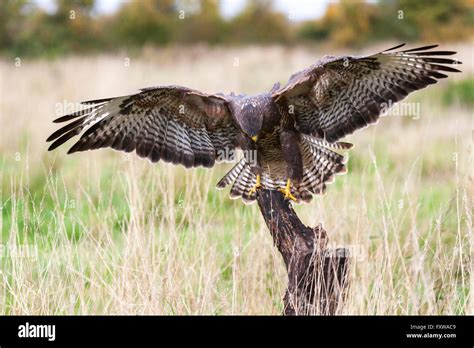 Bird of Prey Landing