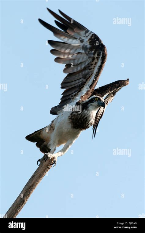 Bird of Prey Taking Off