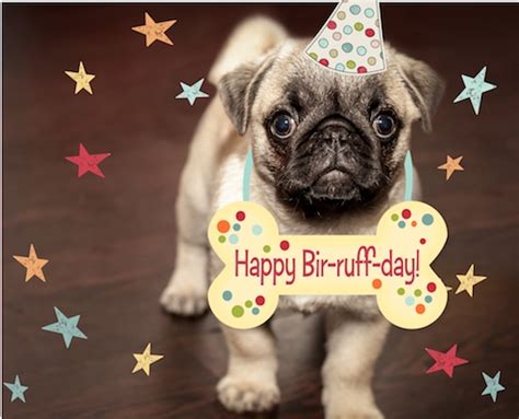 Birthday Cards for Pets