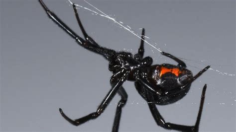 Black Widow Spider Behavior