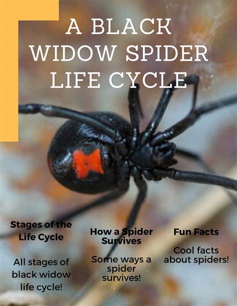 Black Widow Spider Lifespan